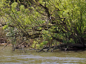 Varen door de Biesbosch