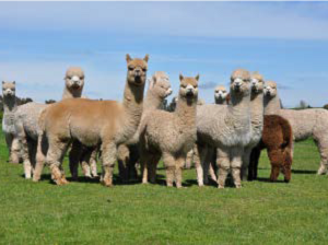 Alpaca's en Urk