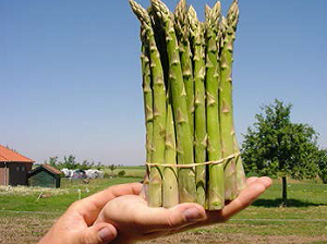 Asperge- of Rozenfestival