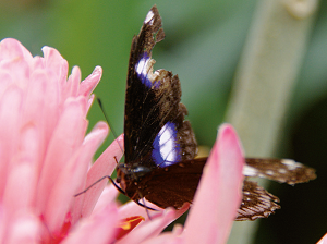 dagtocht orchideeenhoeve